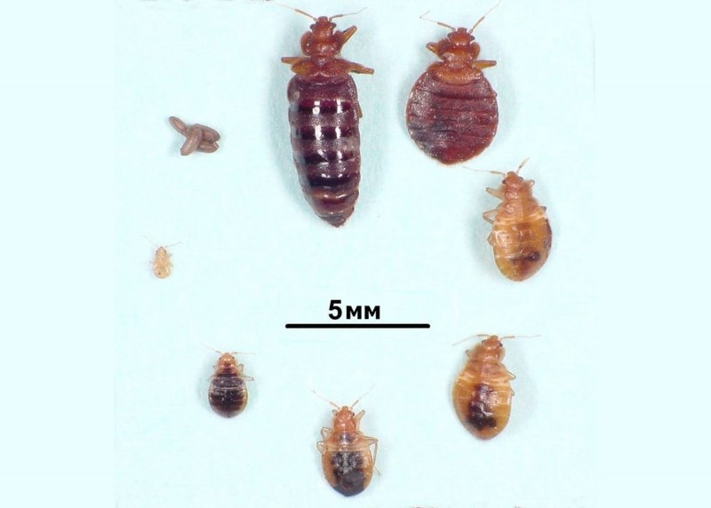 Древесный клоп щитник