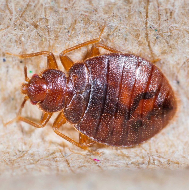 Личинки кроватных клопов