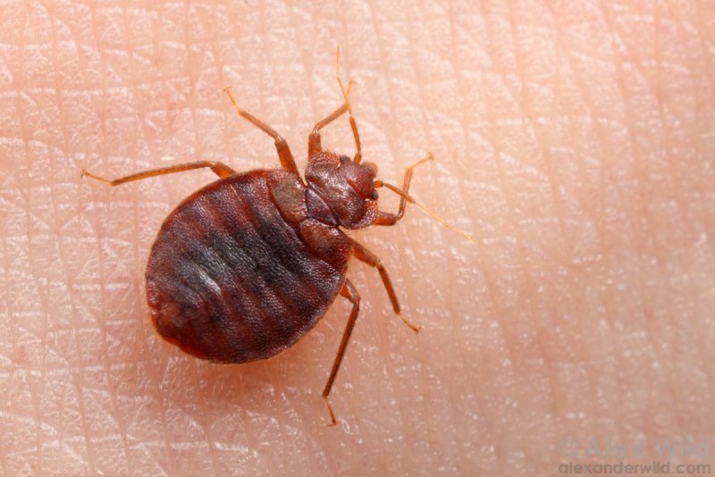 Постельный клоп борьба