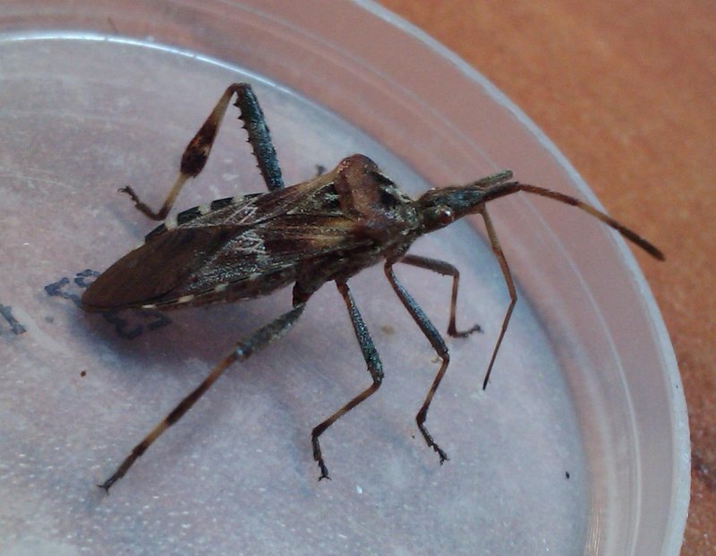 Бельевые клопы санэпидемстанция