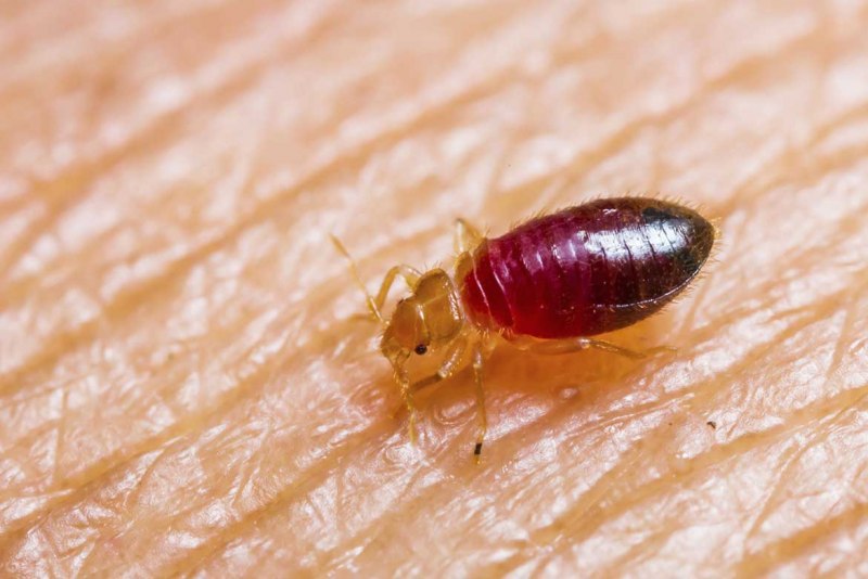 Постельный клоп личинка