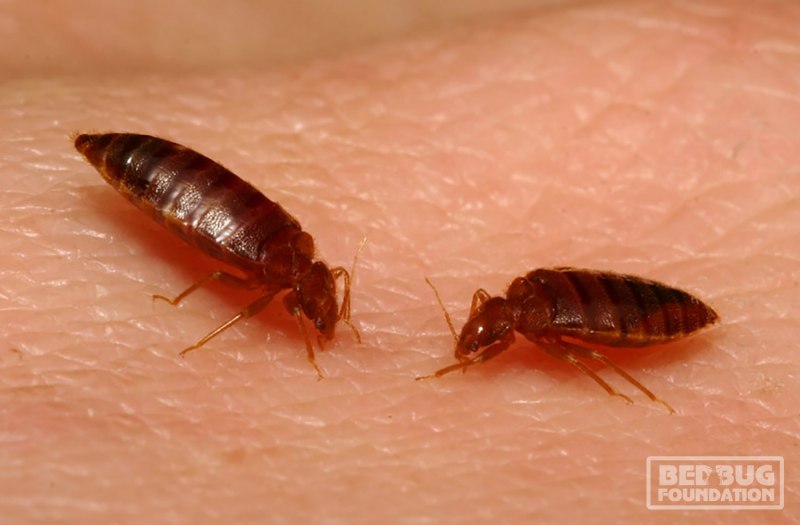 Удлиненный клоп