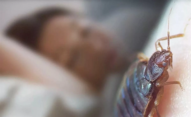 Постельные клопы