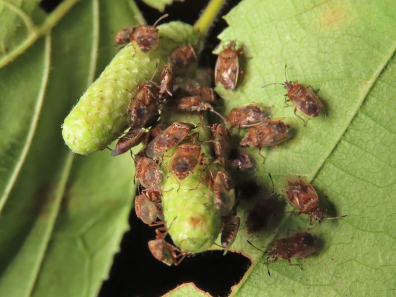 Клоп щитник Пентатома