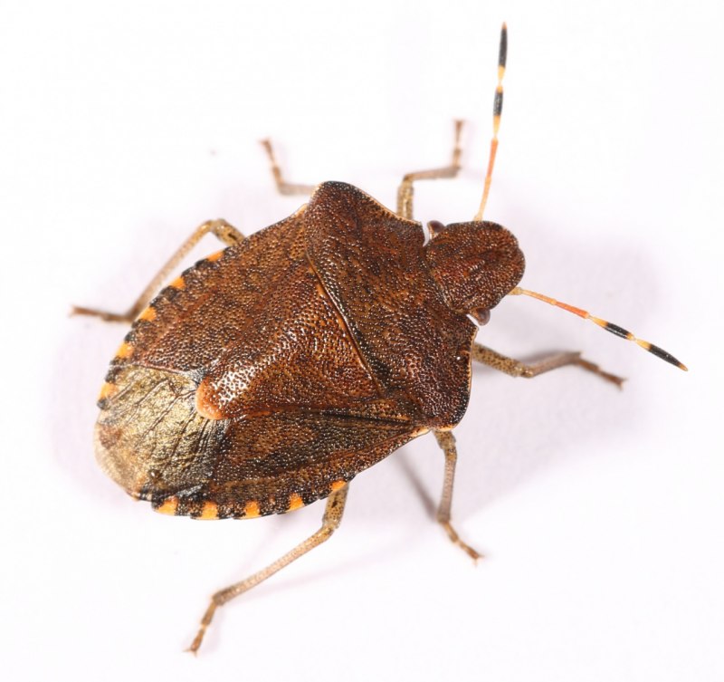 Клоп щитник зеленый