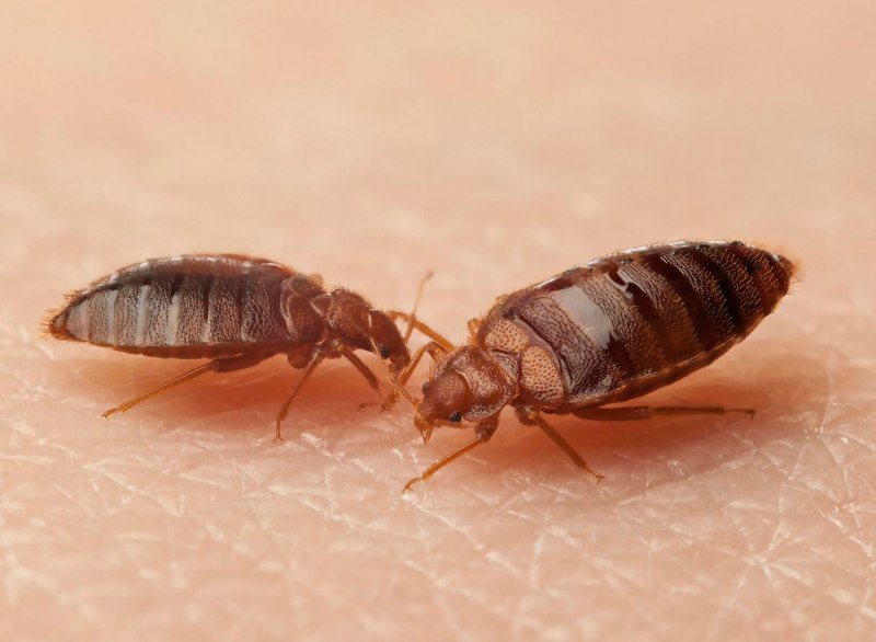 Постельный клоп личинка