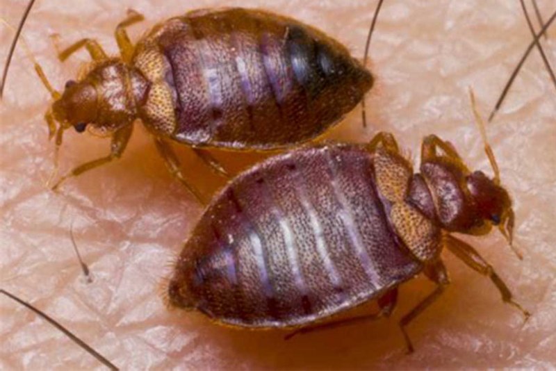 Полужесткокрылые постельный клоп