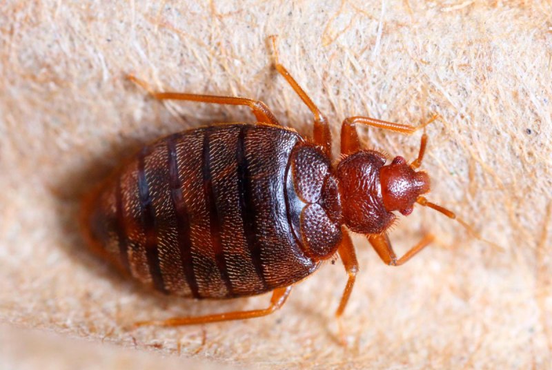 Тропические постельные клопы