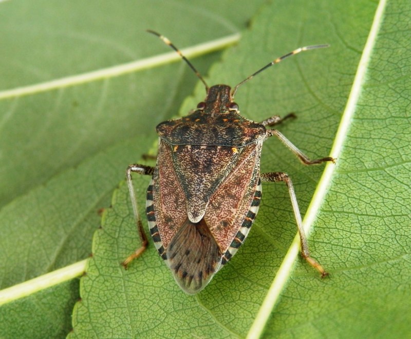 Rhopalus parumpunctatus