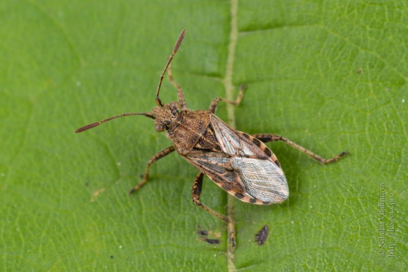 Полужесткокрылые клопы Крылья