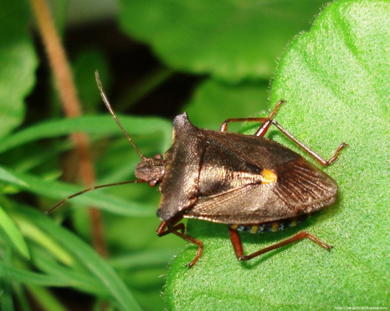 Тропические клопы