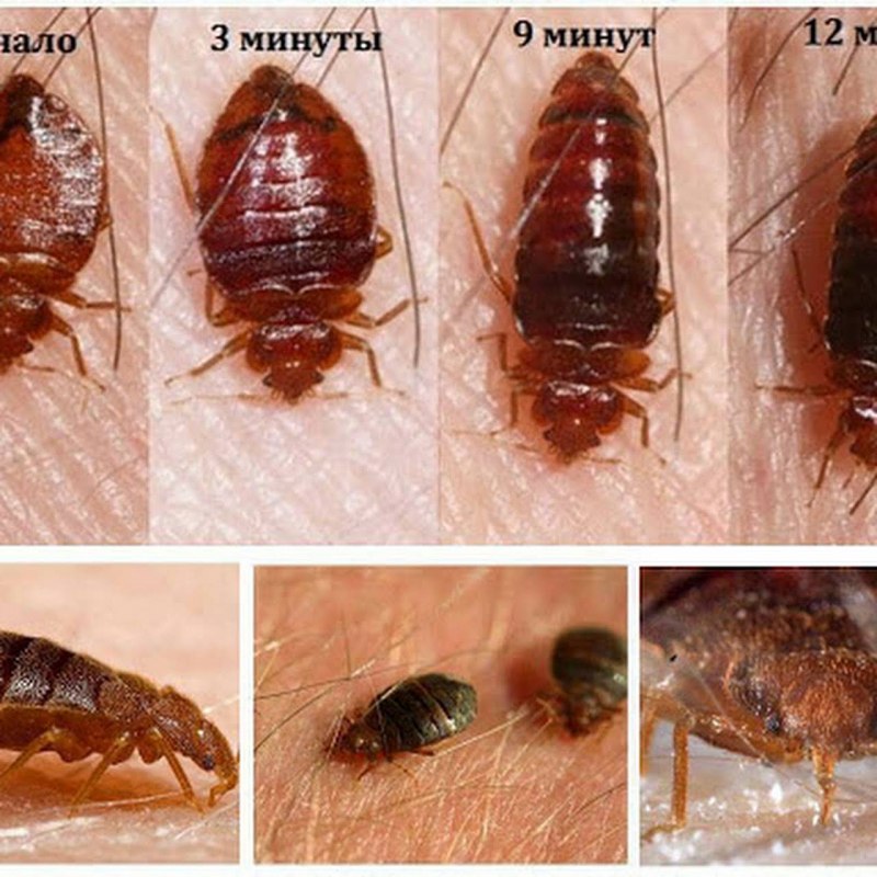 Жук клоп квартирный