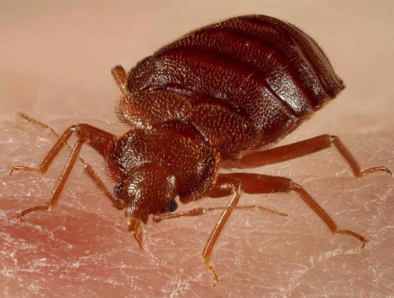 Постельный клоп личинка