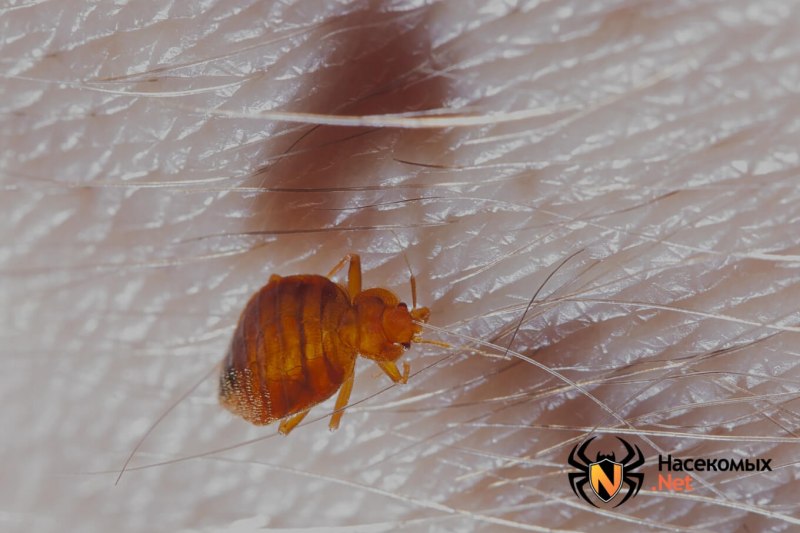 Постельный клоп борьба