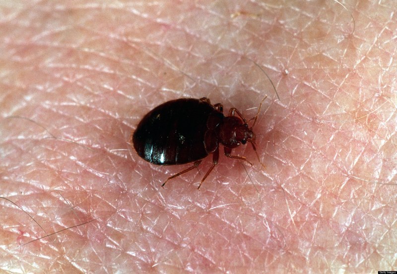 Постельный клоп Cimex lectularius (личинки, нимфы)