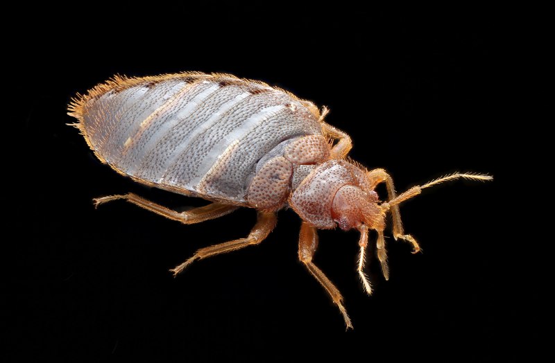 Тропические постельные клопы