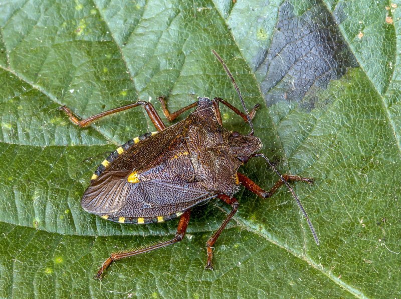 Клоп хиацерус