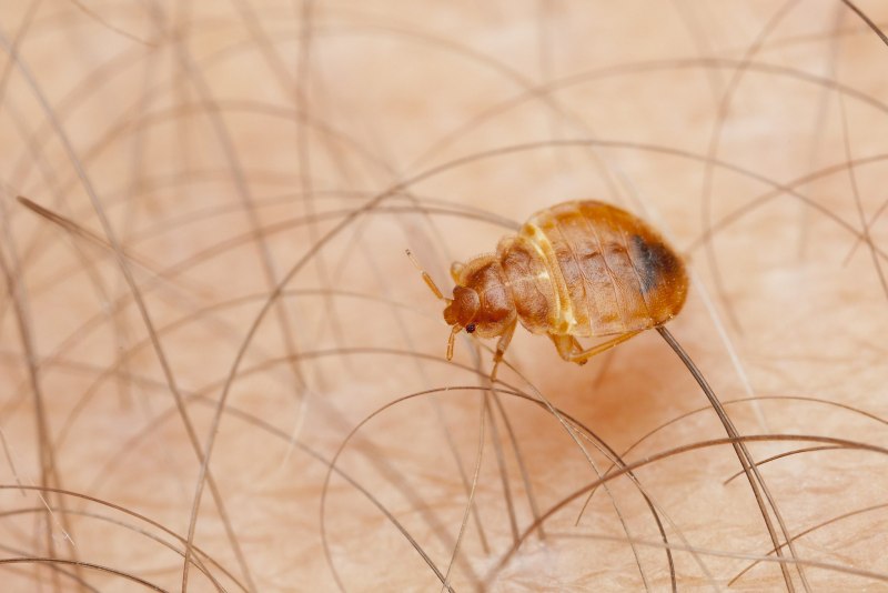 Щитник красноногий