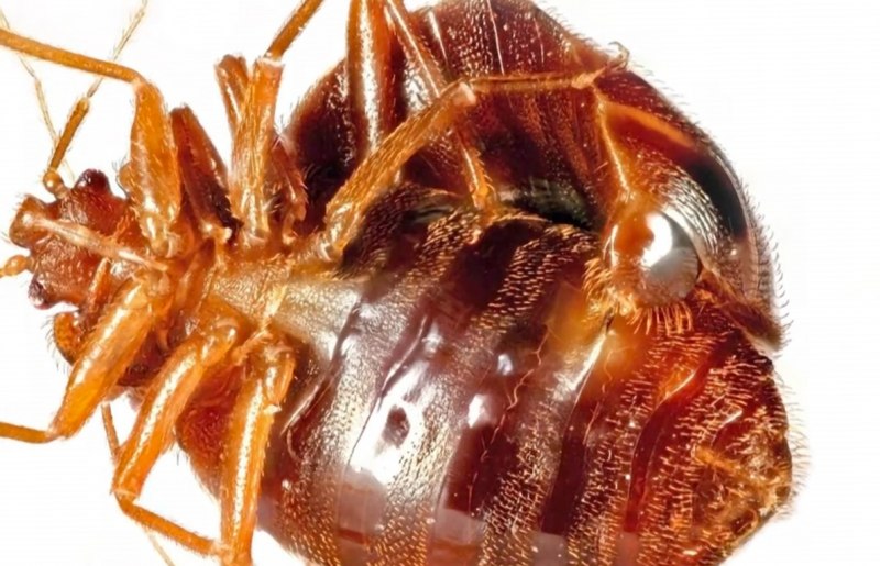 Постельные клопы