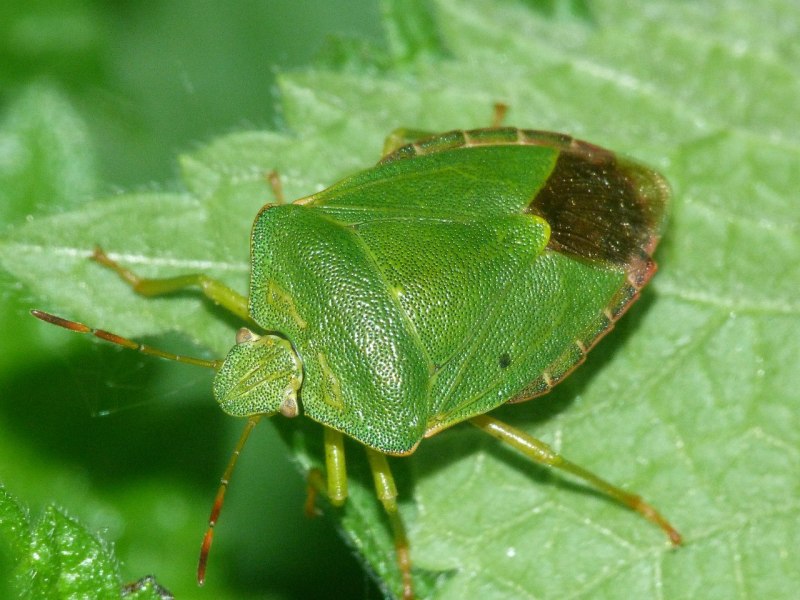 Древесный клоп щитник