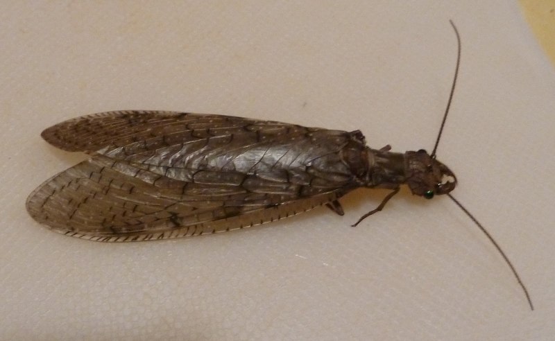 Подизус хищный клоп