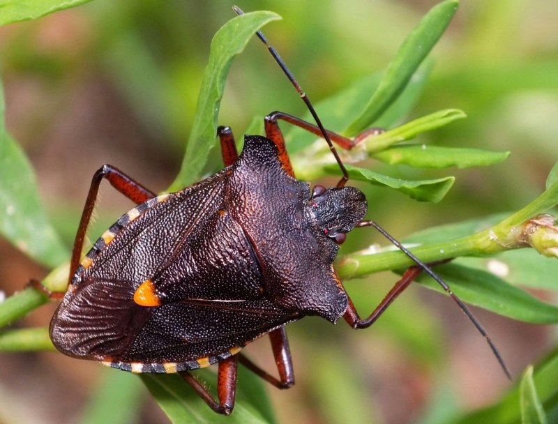 Клоп постельный кровососущий паразит