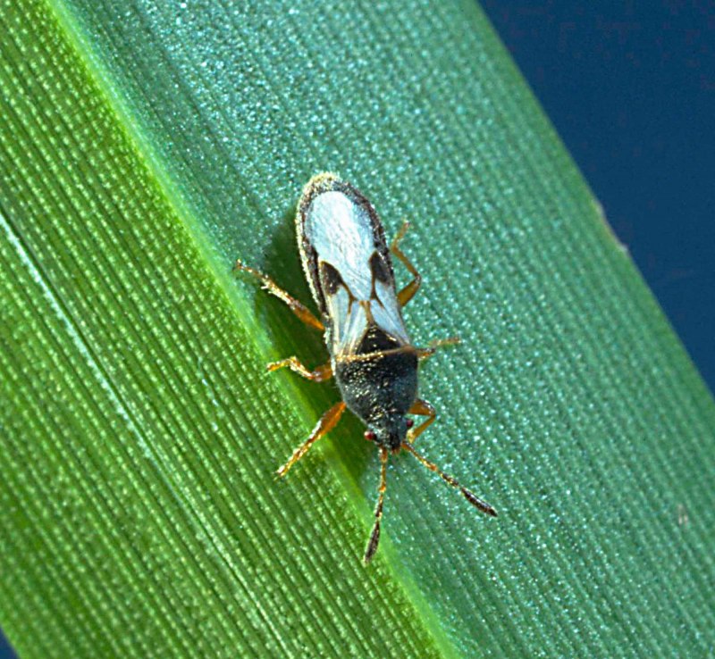 Клоп щитник зеленый