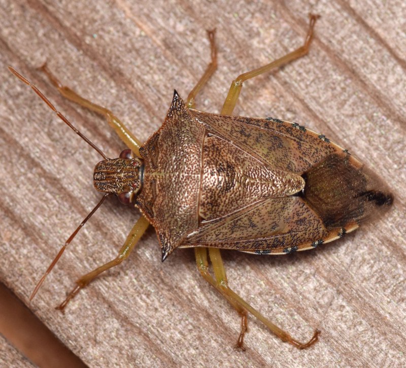 Жук клоп квартирный