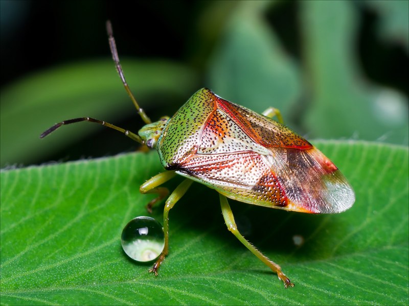 Клоп Leptoglossus occidentalis Heidemann