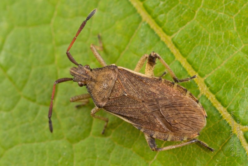 Кровососущие жуки клопы летающие