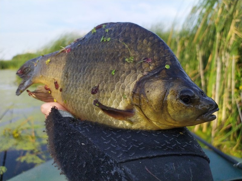 Карась золотой горбатый