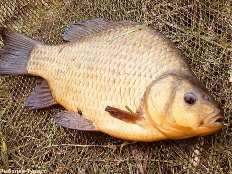 Самки карасей золотистых