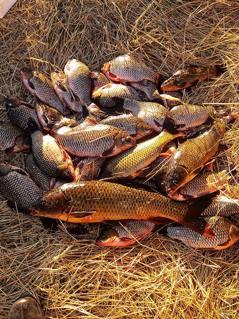 Сазан (Cyprinus Carpio)