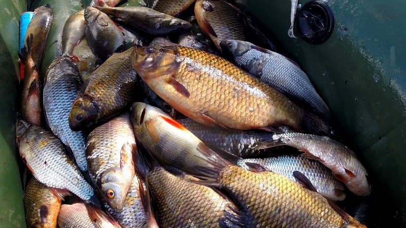Карась красный (Carassius auratus auratus)