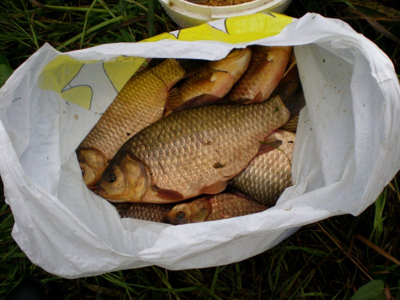 Магазин золотой карась Москва