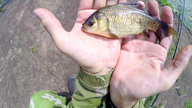 Золотые караси платная рыбалка Огуднево