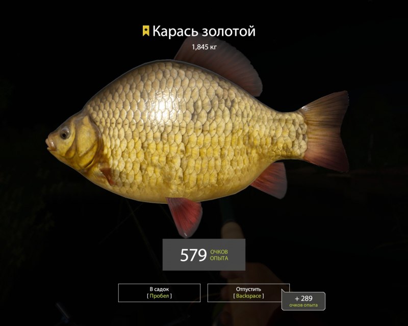 Ловля крупного карася