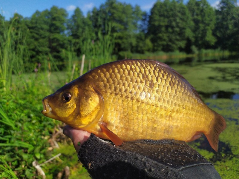 Фото сазана на доске