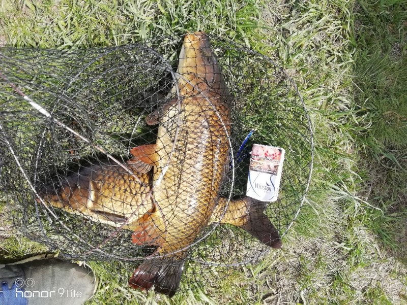 Караси в тазике