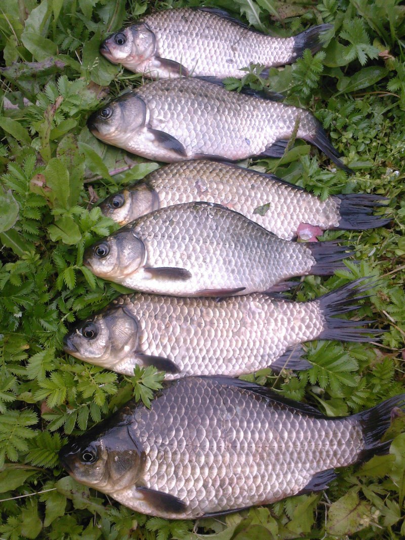 Рыбалка на Андреевском озере