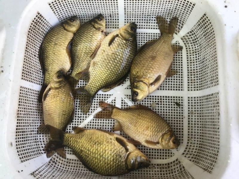 Малек карася фото