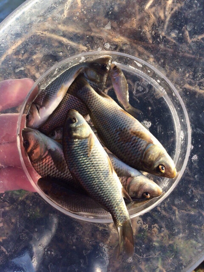 Золотой (обыкновенный) карась Carassius Carassius