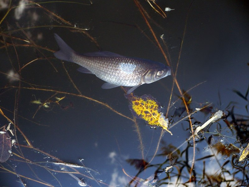 Золотой карась с черной спинкой
