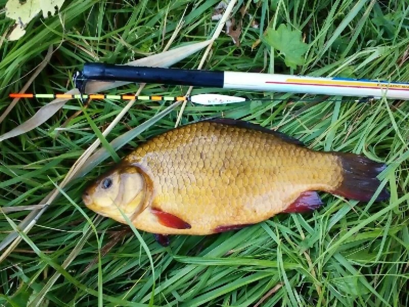 Карась золотой и серебряный отличия