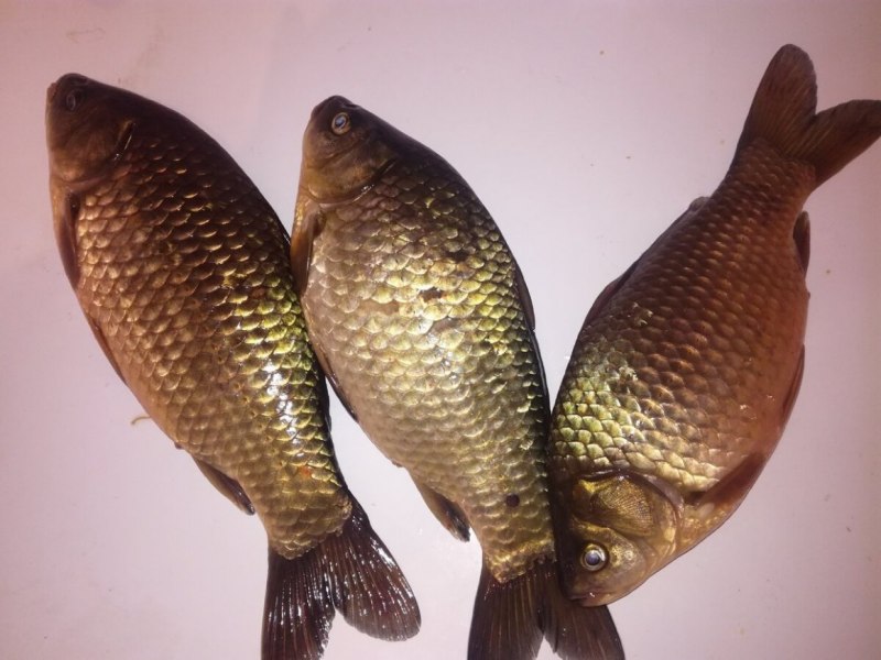 Карась золотой горбатый