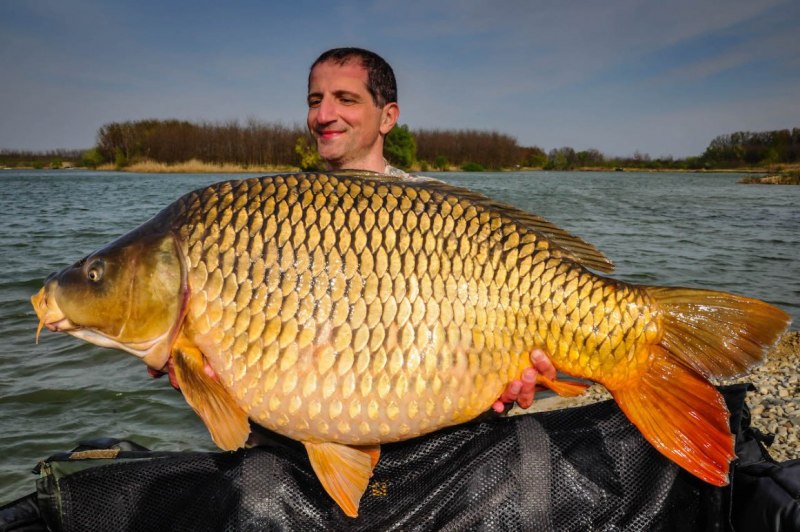 Золотой красноперый карась