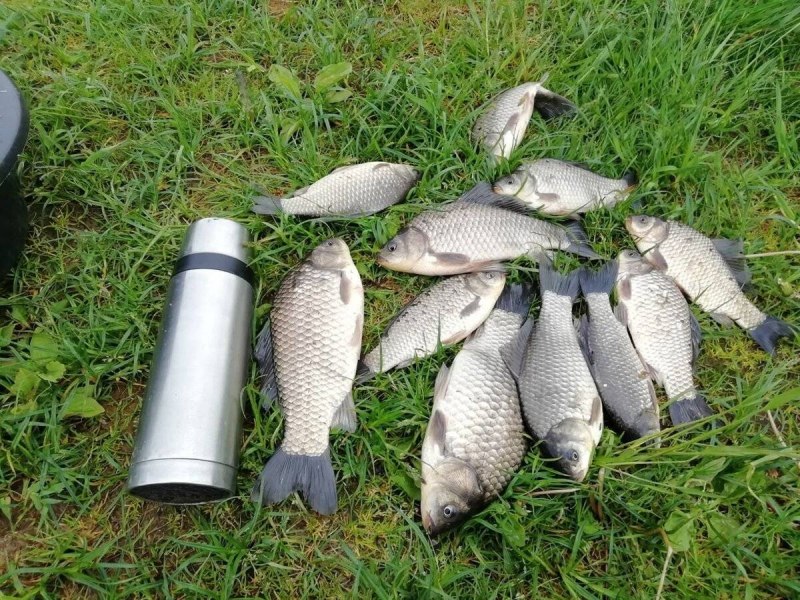 Карась в пруду