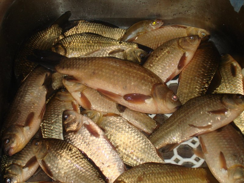 Светлый карась