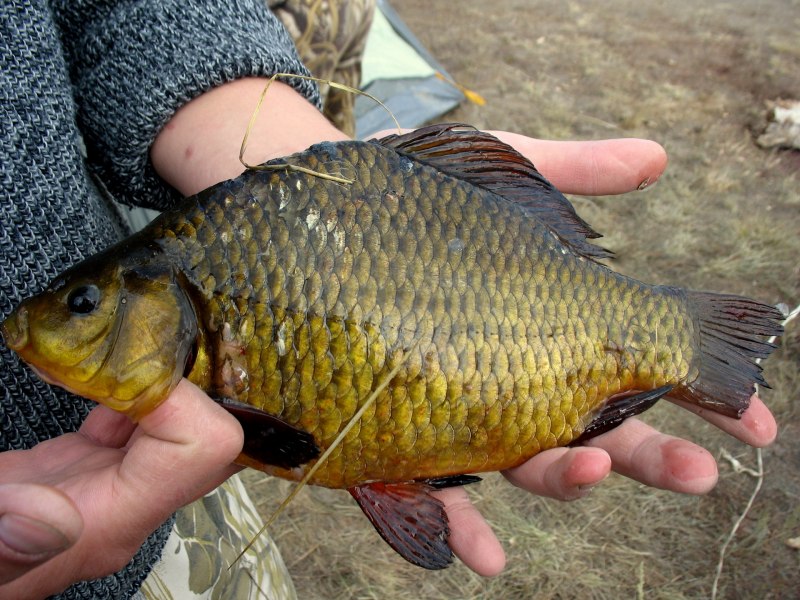 Карась ночная рыбалка