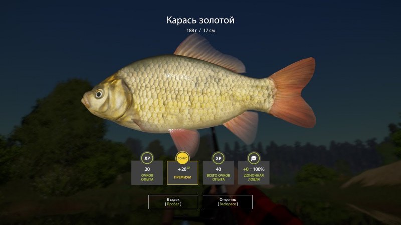 Серебряный карась гибрид